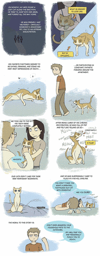 Stray Cat
