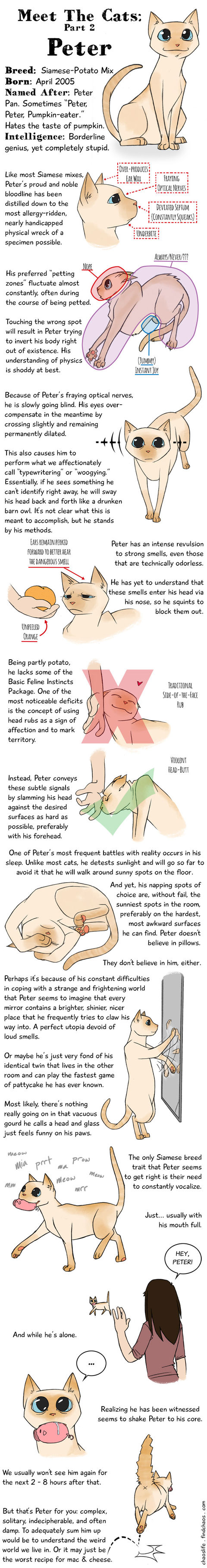Meet The Cats Peter