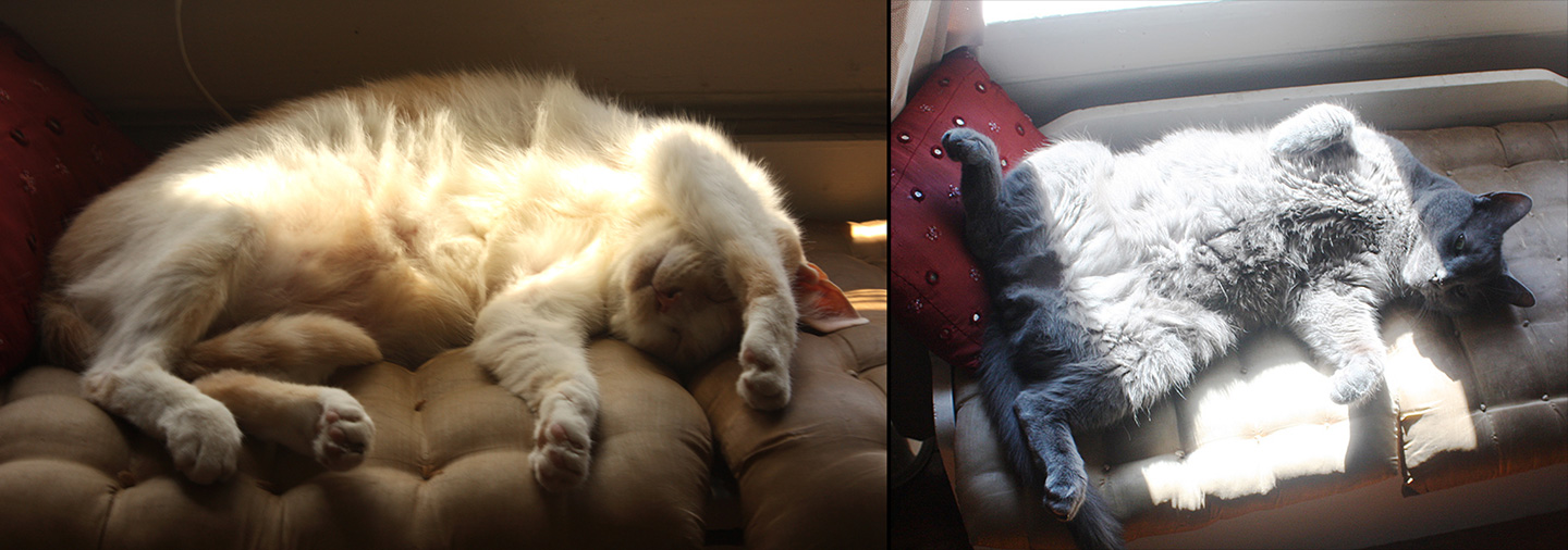 Cats